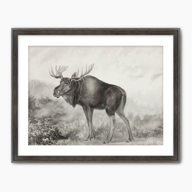 41- Historic Rustic Moose Sketch - Sage and Rose Prints