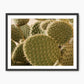 Spiked In the Sunlight Cactus Photo - Sage and Rose Prints