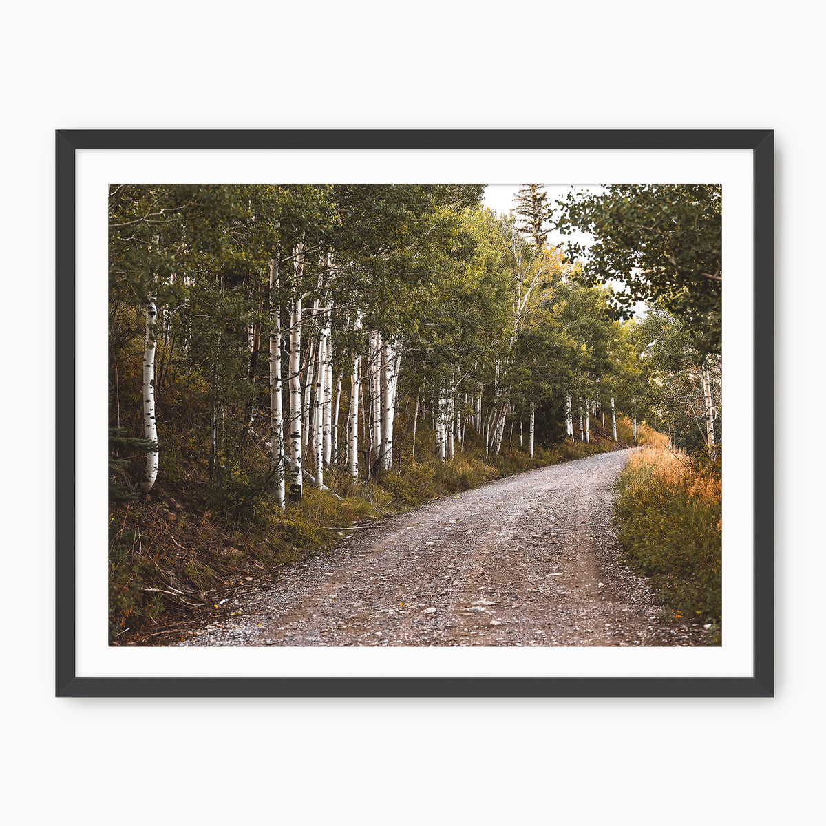 Path through the Woods Nature Photography