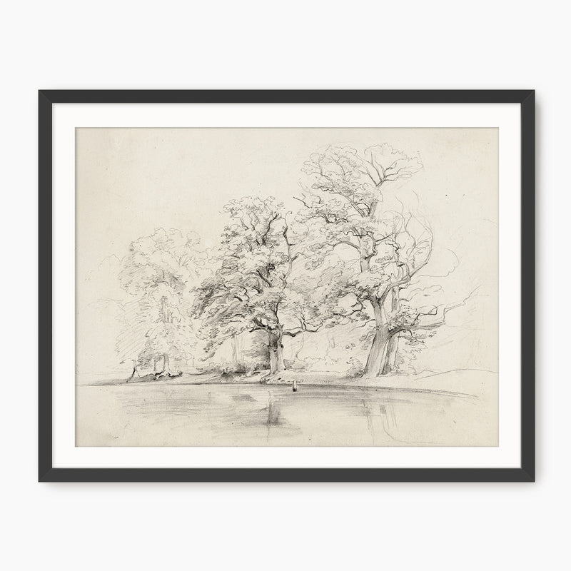 Charcoal Tree Sketch Art Print - Sage and Rose Prints