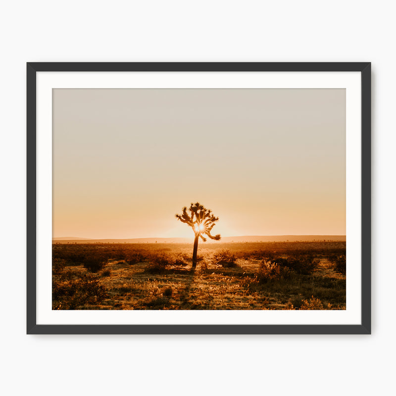 Desert Rising Lone Cactus Photo - Sage and Rose Prints