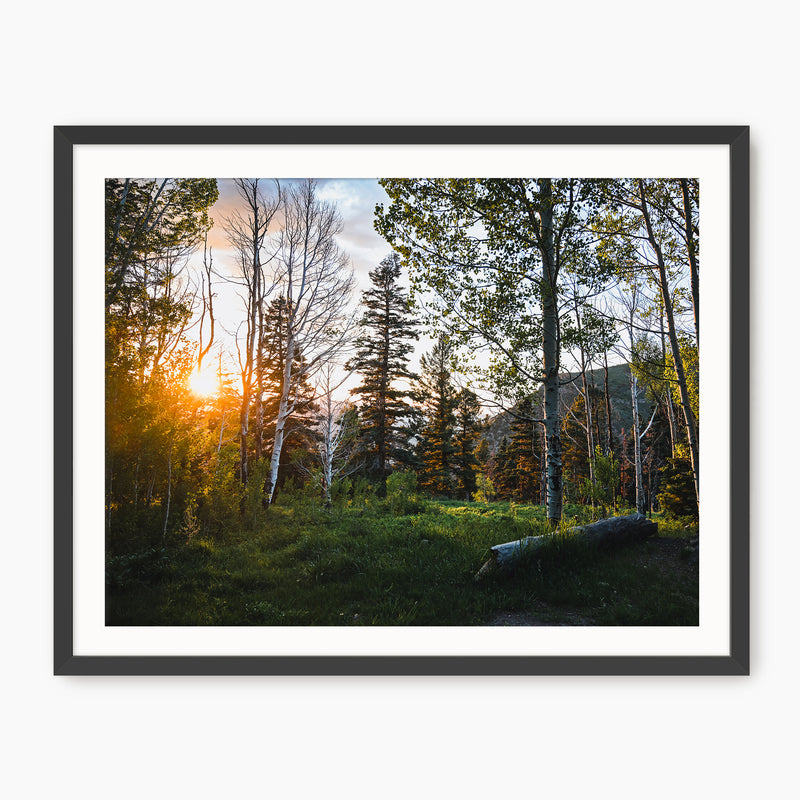 Rays Through the Forest Photography - Sage and Rose Prints