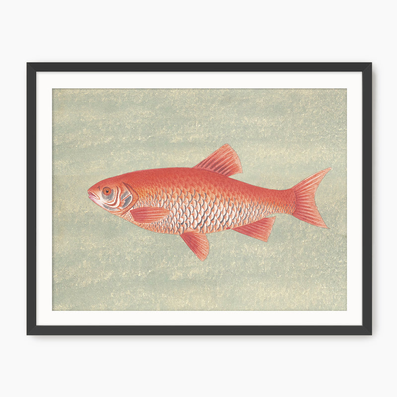 Burnt Orange and Green Vintage Fish Print - Sage and Rose Prints