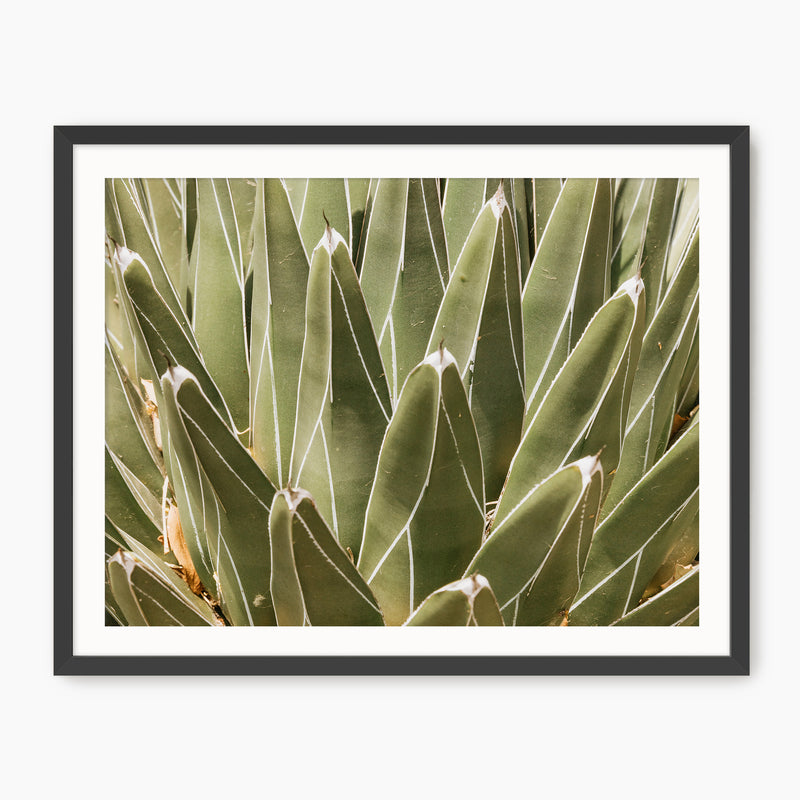 Nature's Armor Cactus Photo - Sage and Rose Prints