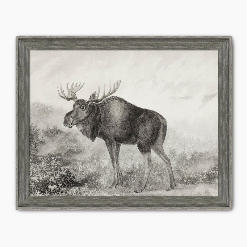 Historic Rustic Moose Sketch - Sage and Rose Prints