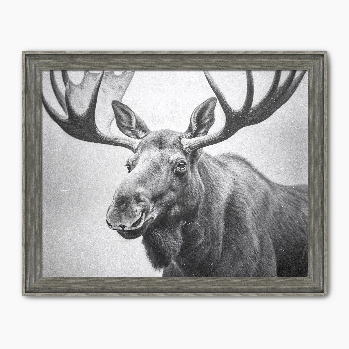 Black and White Vintage Moose Photograph - Sage and Rose Prints