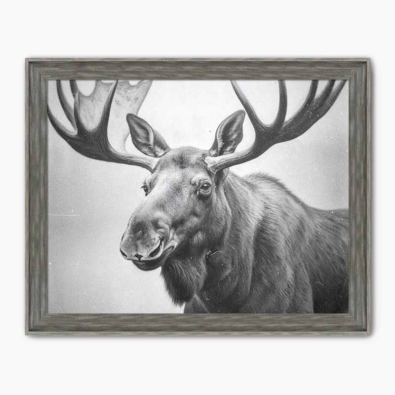 Black and White Vintage Moose Photograph - Sage and Rose Prints