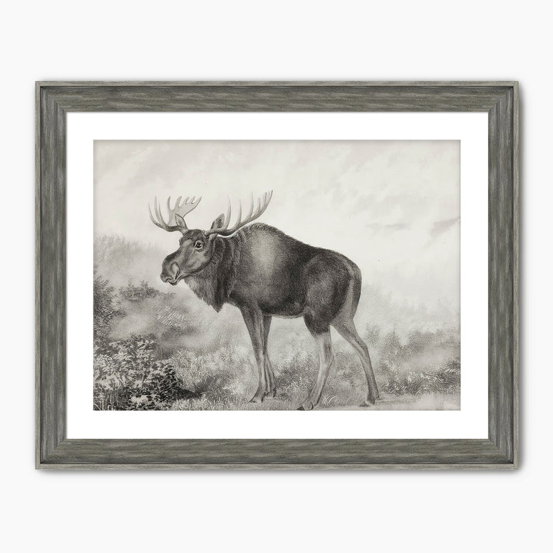 41- Historic Rustic Moose Sketch - Sage and Rose Prints