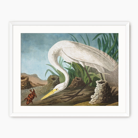 White Heron - Audubon Print - Sage and Rose Prints