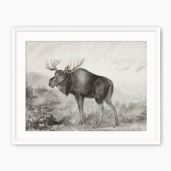 Historic Rustic Moose Sketch - Sage and Rose Prints