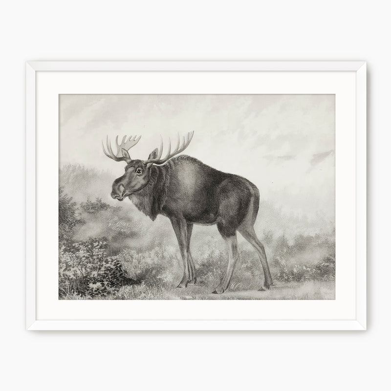 Historic Rustic Moose Sketch - Sage and Rose Prints