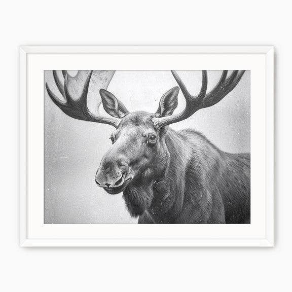 Black and White Vintage Moose Photograph - Sage and Rose Prints