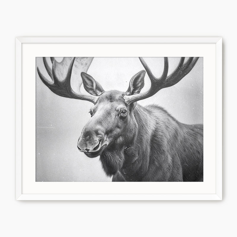 Black and White Vintage Moose Photograph - Sage and Rose Prints