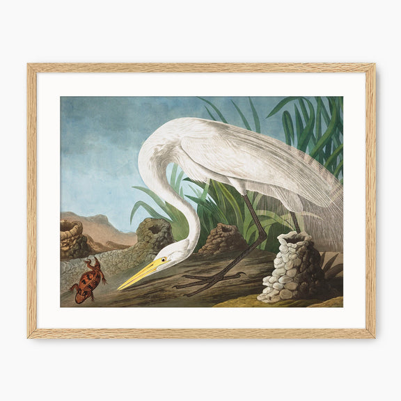 White Heron - Audubon Print - Sage and Rose Prints