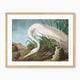 White Heron - Audubon Print - Sage and Rose Prints