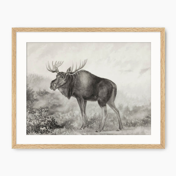 Historic Rustic Moose Sketch - Sage and Rose Prints