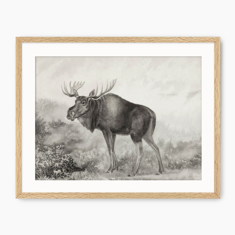 Historic Rustic Moose Sketch - Sage and Rose Prints
