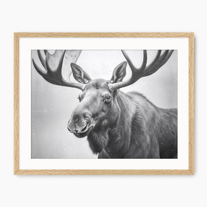 Black and White Vintage Moose Photograph - Sage and Rose Prints