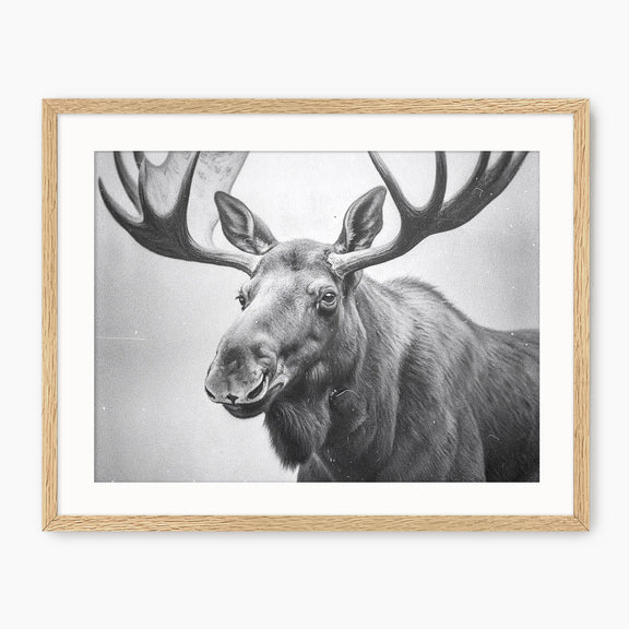 Black and White Vintage Moose Photograph - Sage and Rose Prints