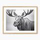 Black and White Vintage Moose Photograph - Sage and Rose Prints