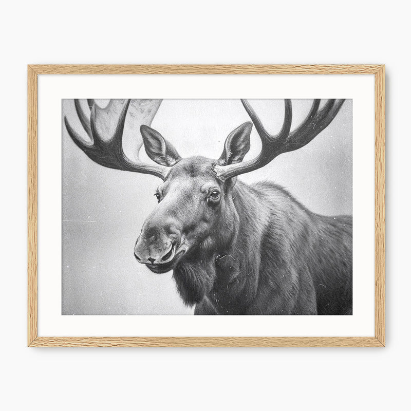 Black and White Vintage Moose Photograph - Sage and Rose Prints