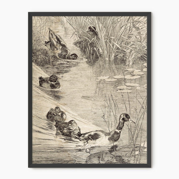 Vintage Ducks on the Pond Sketch - Sage and Rose Prints
