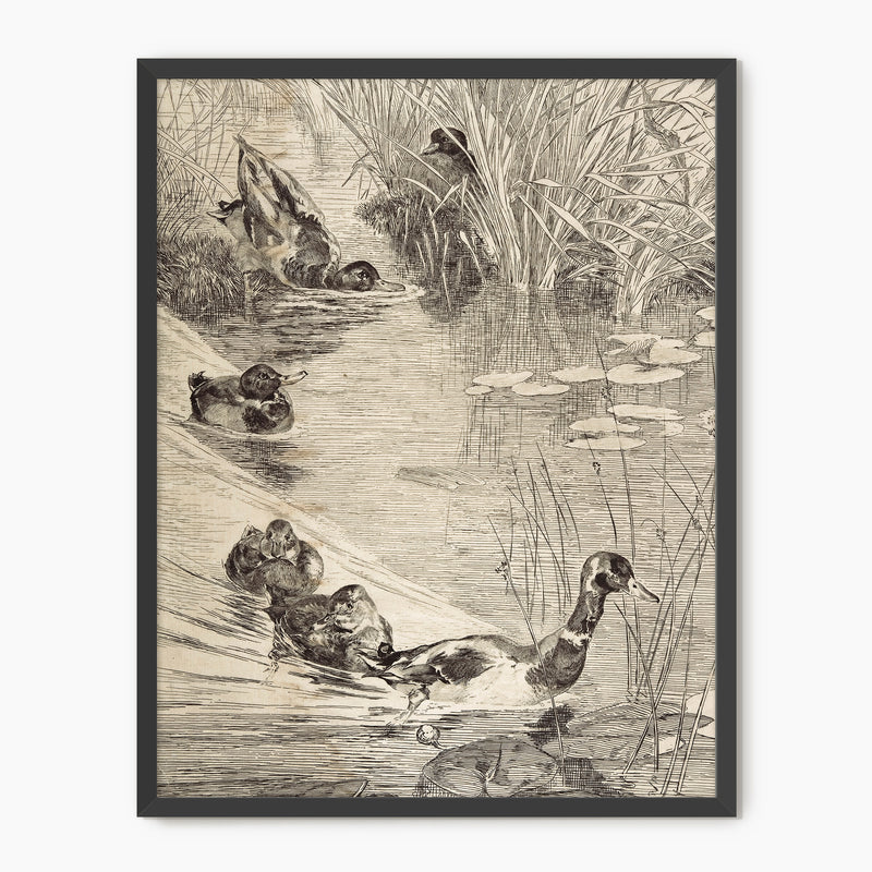 Vintage Ducks on the Pond Sketch - Sage and Rose Prints