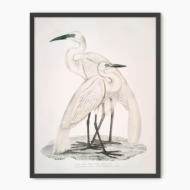 Vintage White Cranes Illustration Print - Sage and Rose Prints
