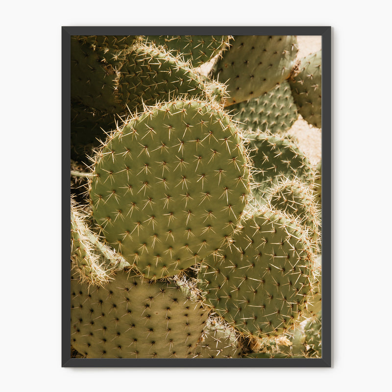 Spiked In the Sunlight - Sage and Rose Prints