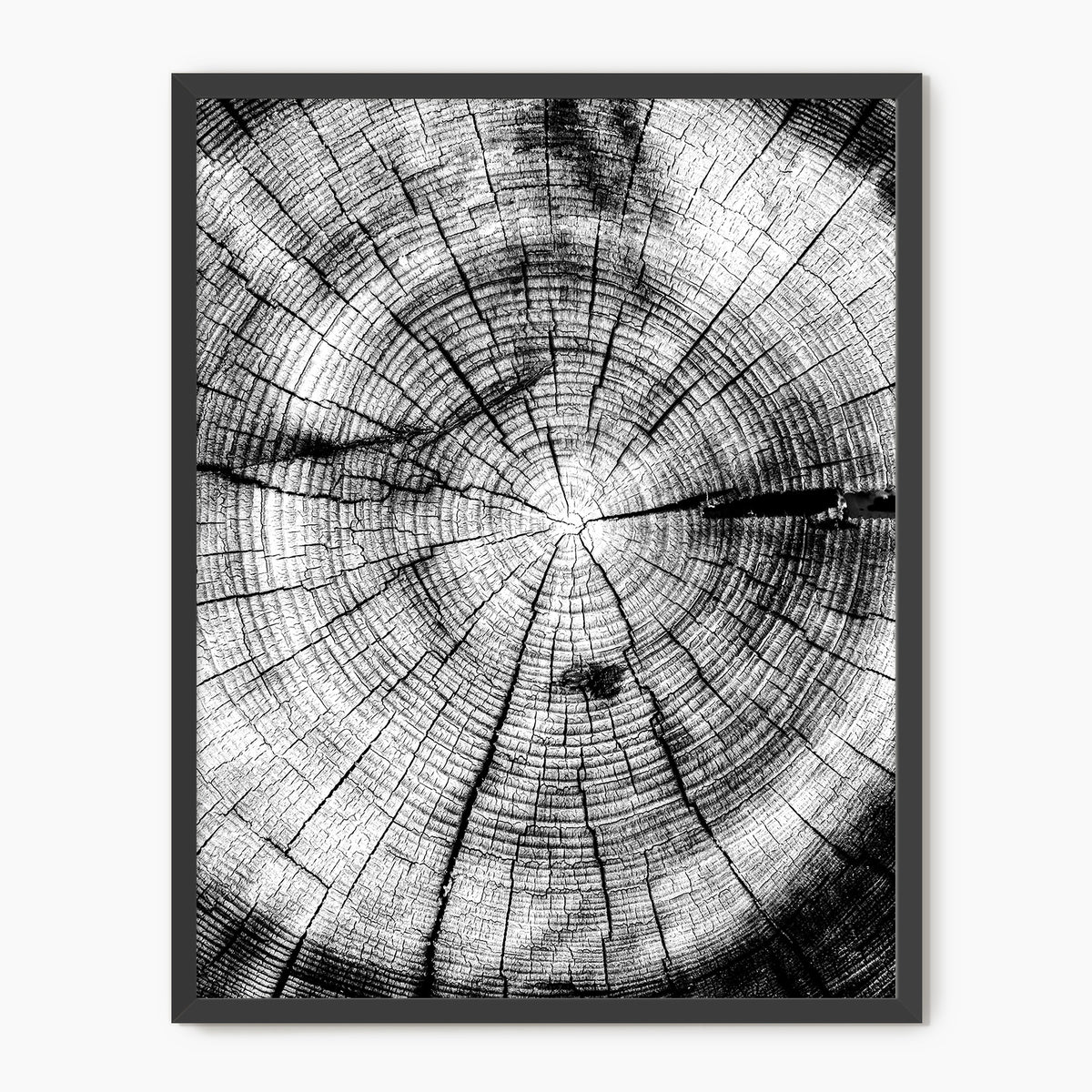 Black and White Tree Rings Photo - Sage and Rose Prints