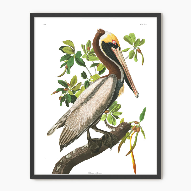 Brown Pelican Audubon Print - Sage and Rose Prints