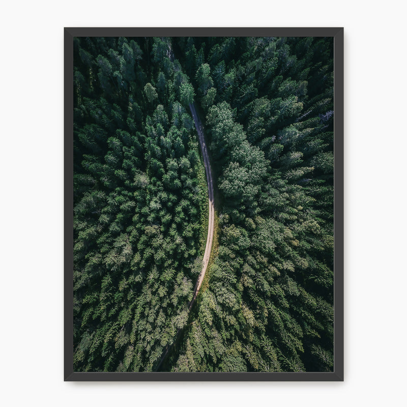 Evergreen Forest Canopy Photograph - Sage and Rose Prints