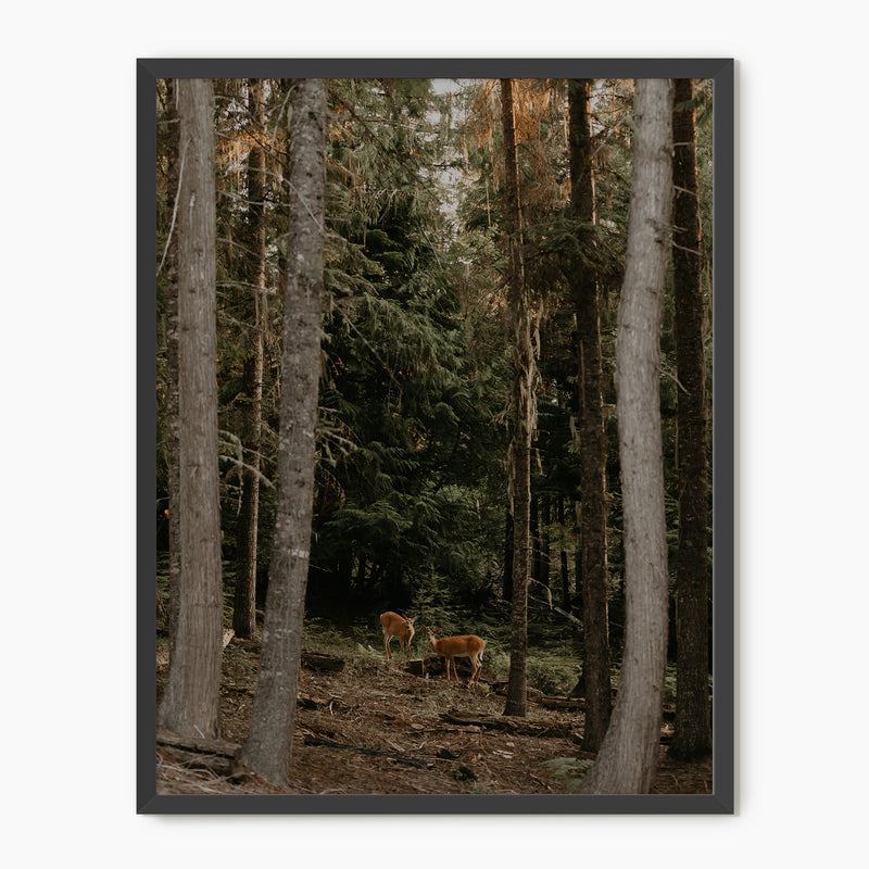 In the Woods - Sage and Rose Prints