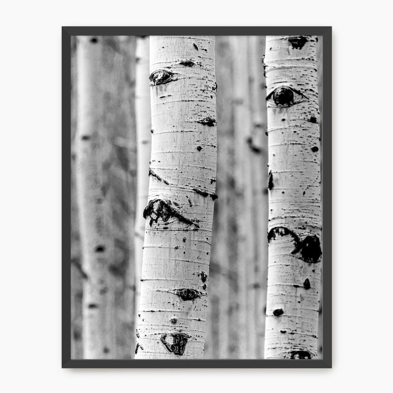 Silver Aspen in Black and White - Sage and Rose Prints