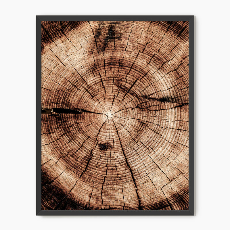 Geometric Tree Rings Photo - Sage and Rose Prints