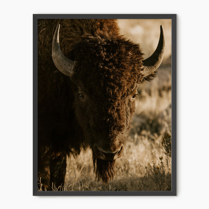 Antelope Island Bison - Sage and Rose Prints