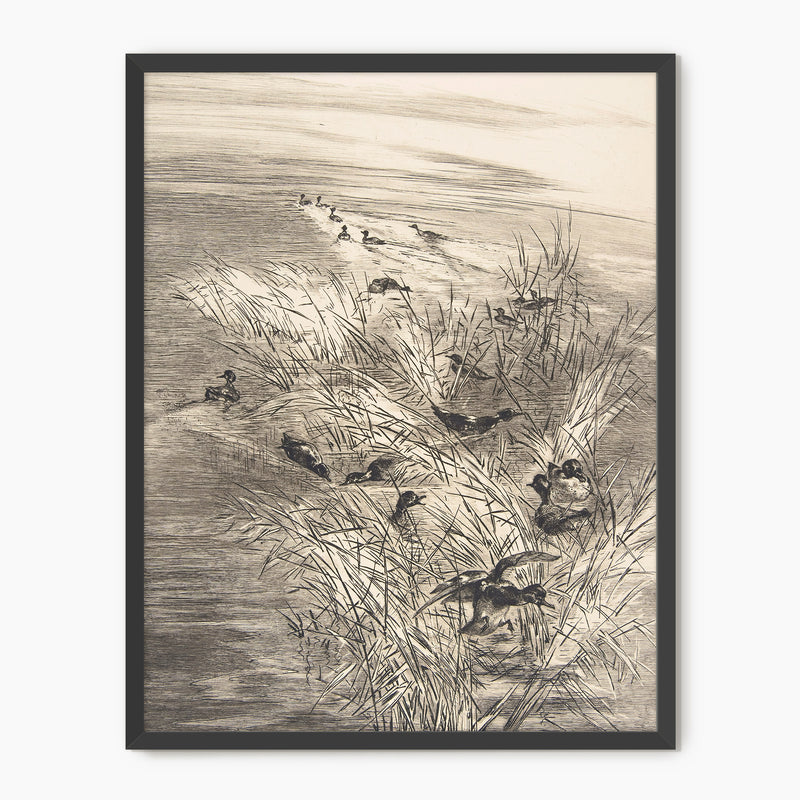 Vintage Ducks in the Grass Sketch C - Sage and Rose Prints