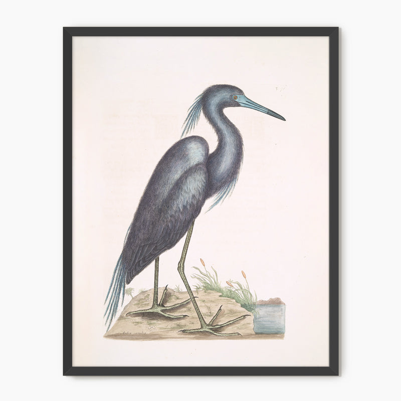 Muted Crane in Shades of Blue and Gray - Sage and Rose Prints