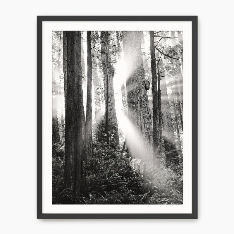 Light in the Trees Black and White Photo - Sage and Rose Prints