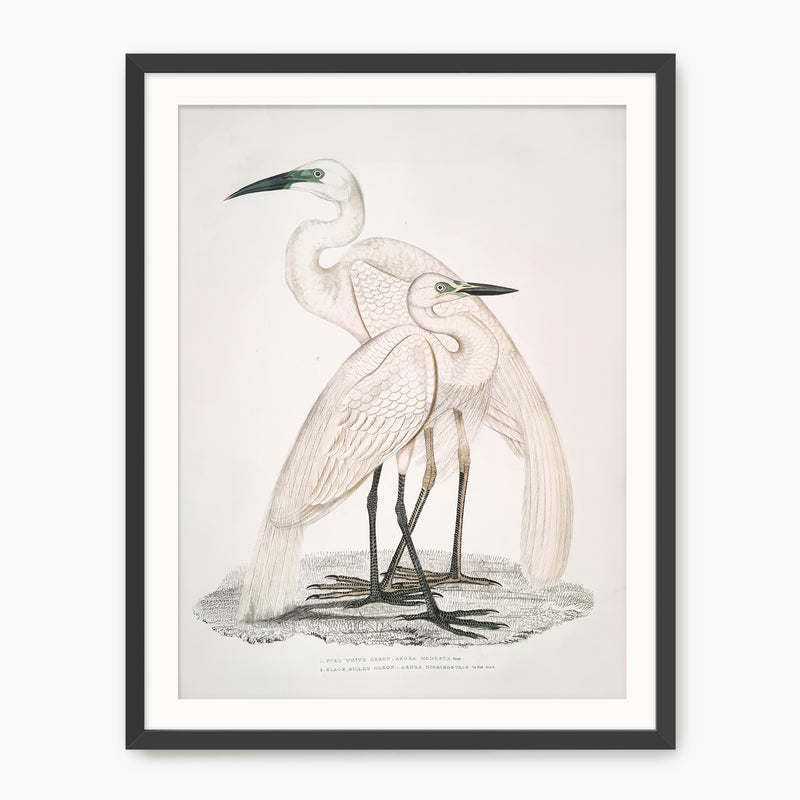 Vintage White Cranes Illustration Print - Sage and Rose Prints