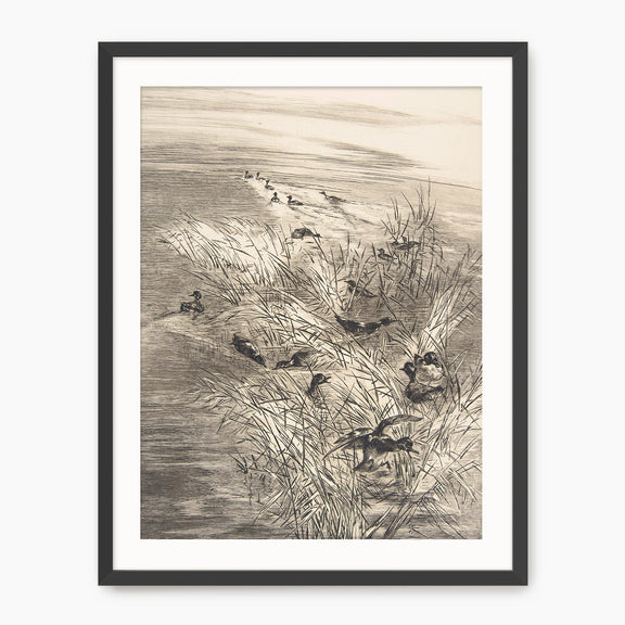Vintage Ducks in the Grass Sketch C - Sage and Rose Prints