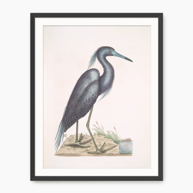 Muted Crane in Shades of Blue and Gray - Sage and Rose Prints