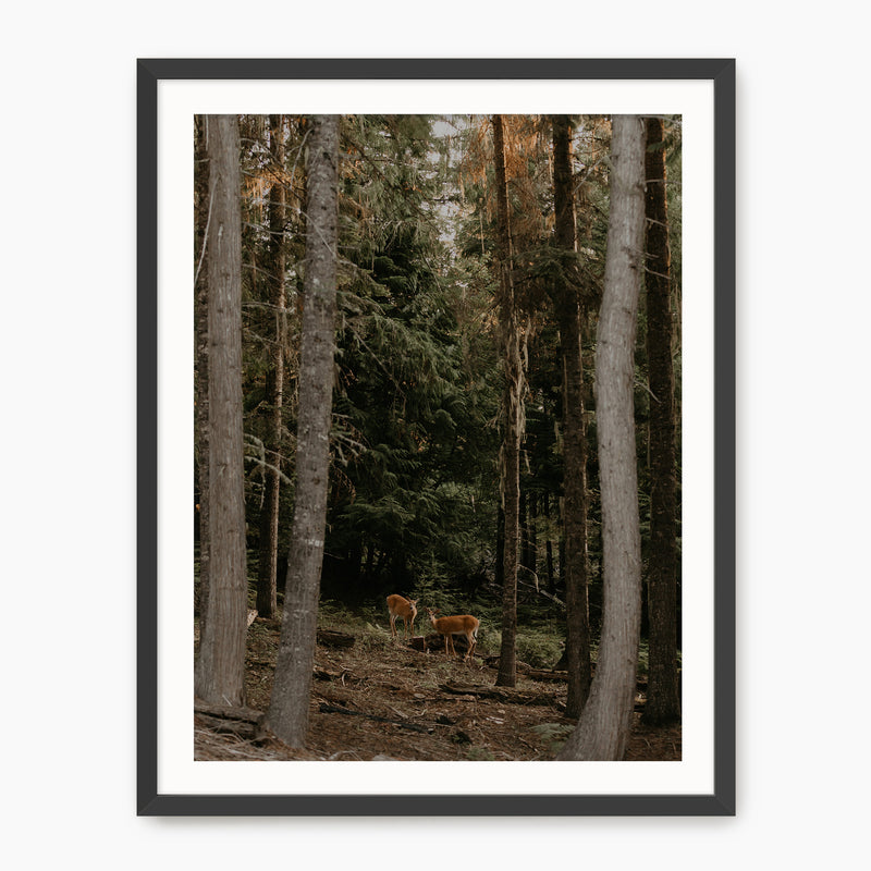 In the Woods - Sage and Rose Prints
