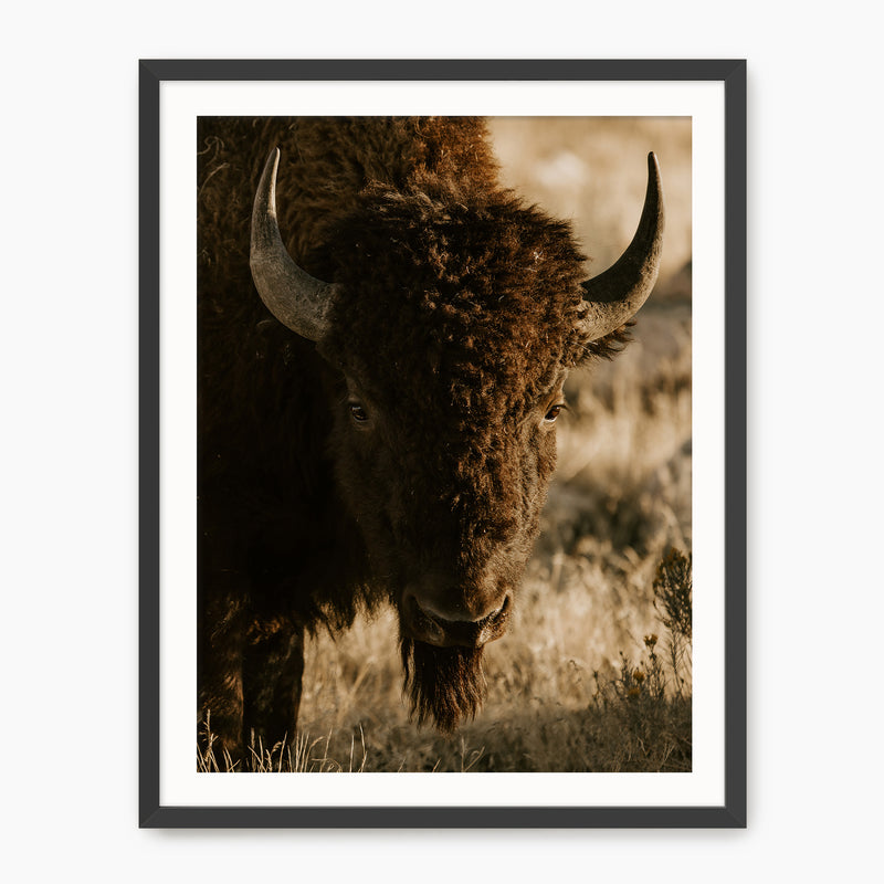 Antelope Island Bison - Sage and Rose Prints