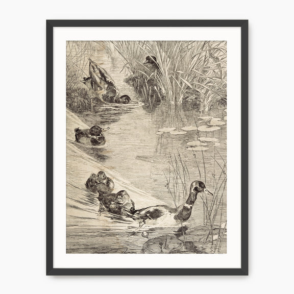 Vintage Ducks on the Pond Sketch - Sage and Rose Prints