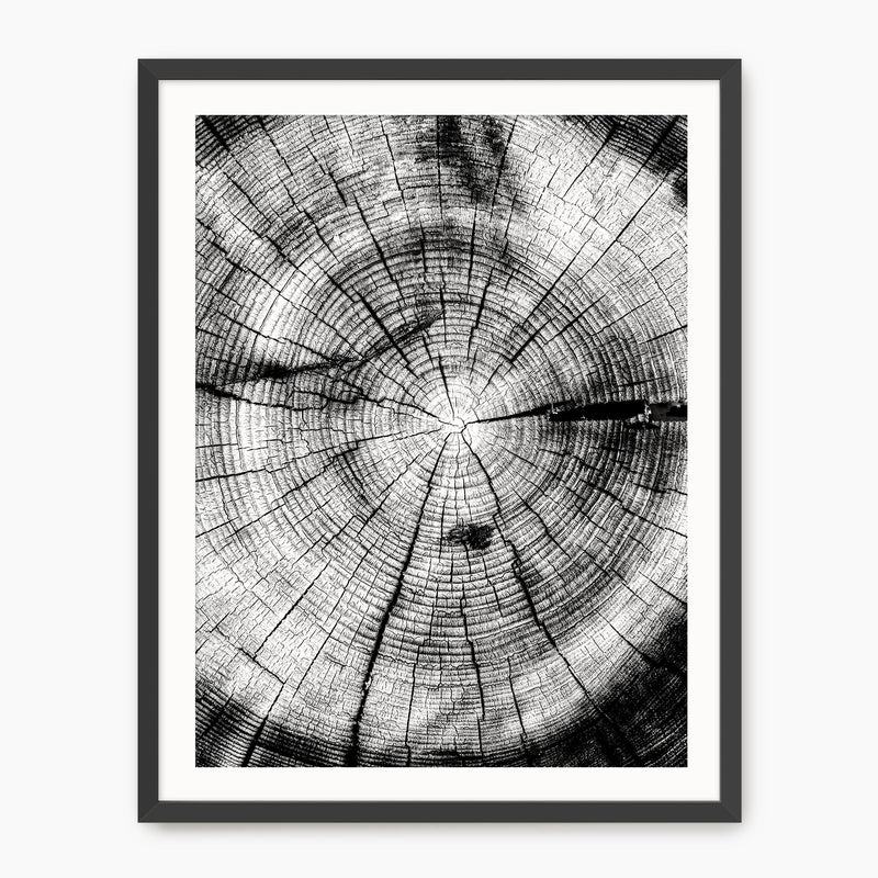 Black and White Tree Rings Photo - Sage and Rose Prints