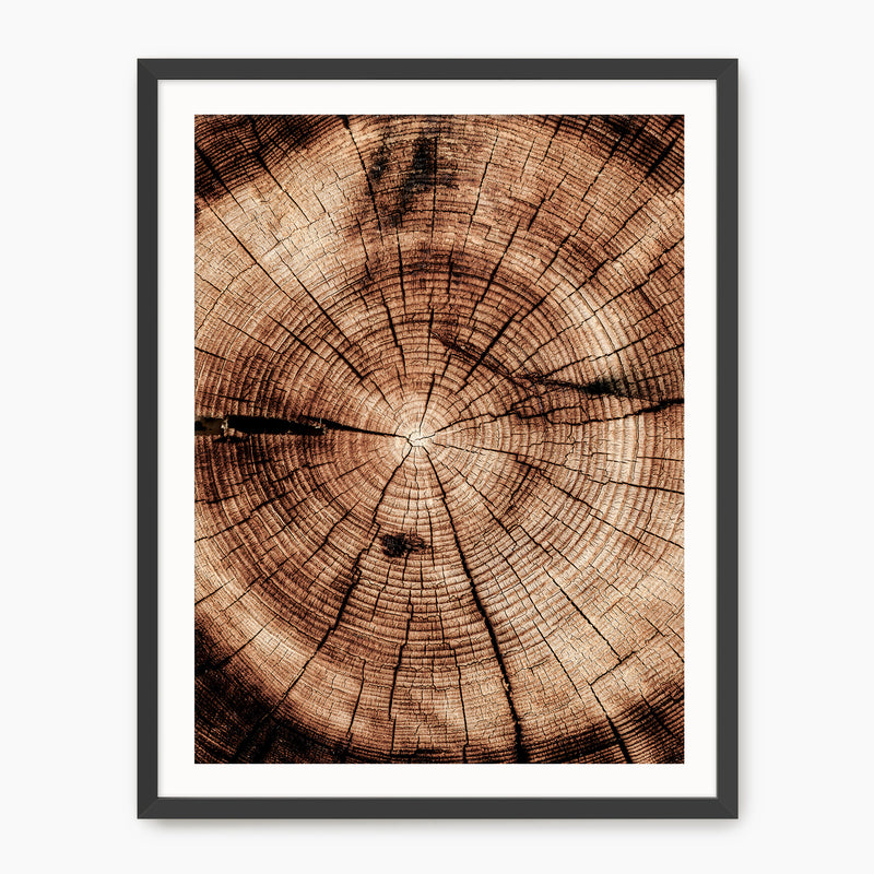 Geometric Tree Rings Photo - Sage and Rose Prints