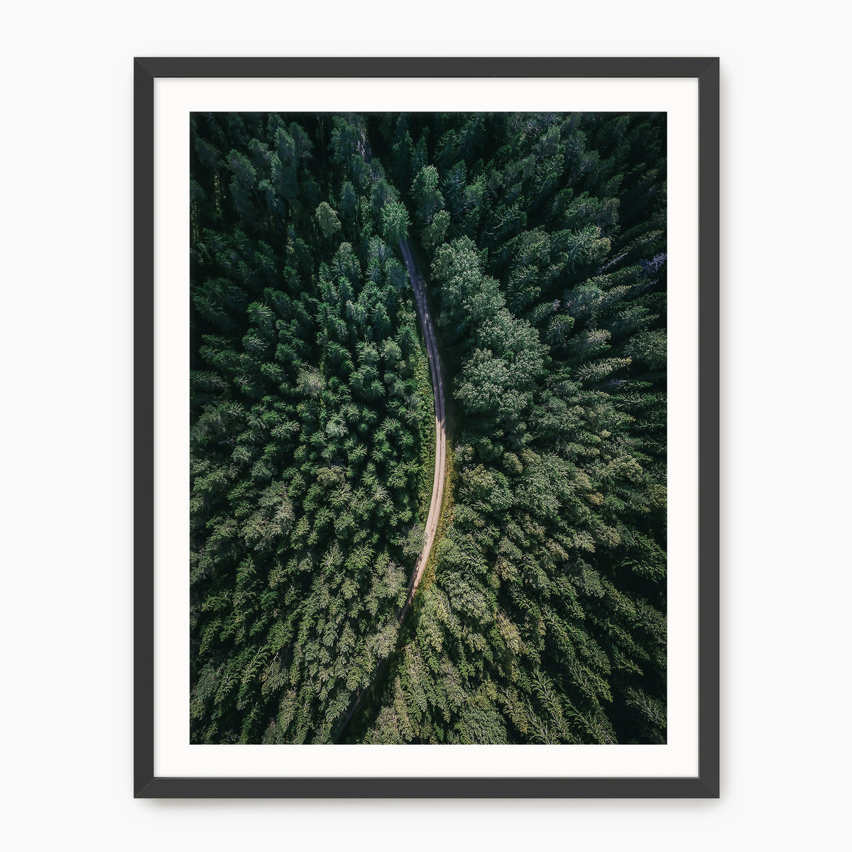 Evergreen Forest Canopy Photograph - Sage and Rose Prints