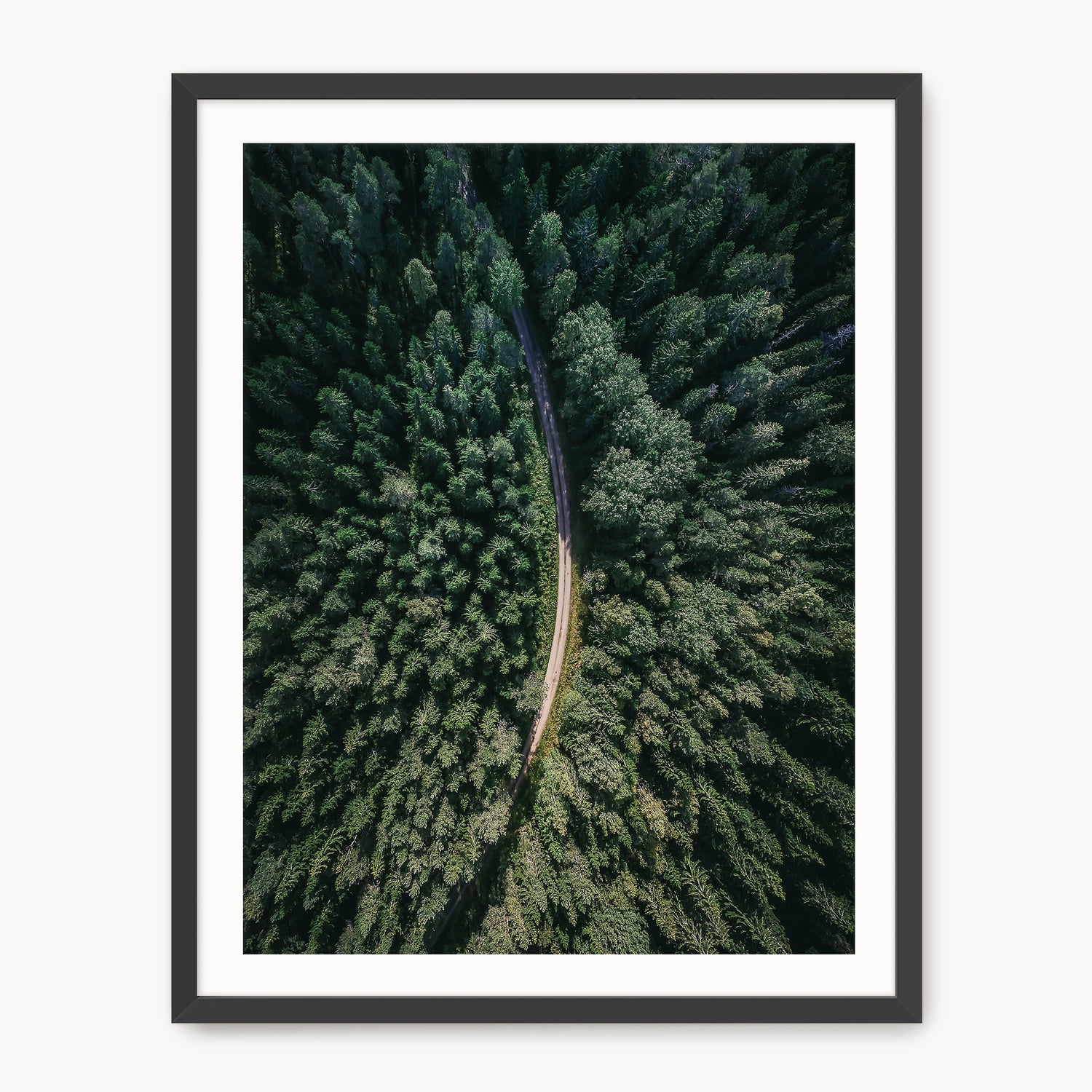 Evergreen Forest Canopy Photograph - Sage and Rose Prints