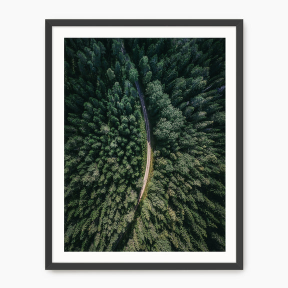 Evergreen Forest Canopy Photograph - Sage and Rose Prints